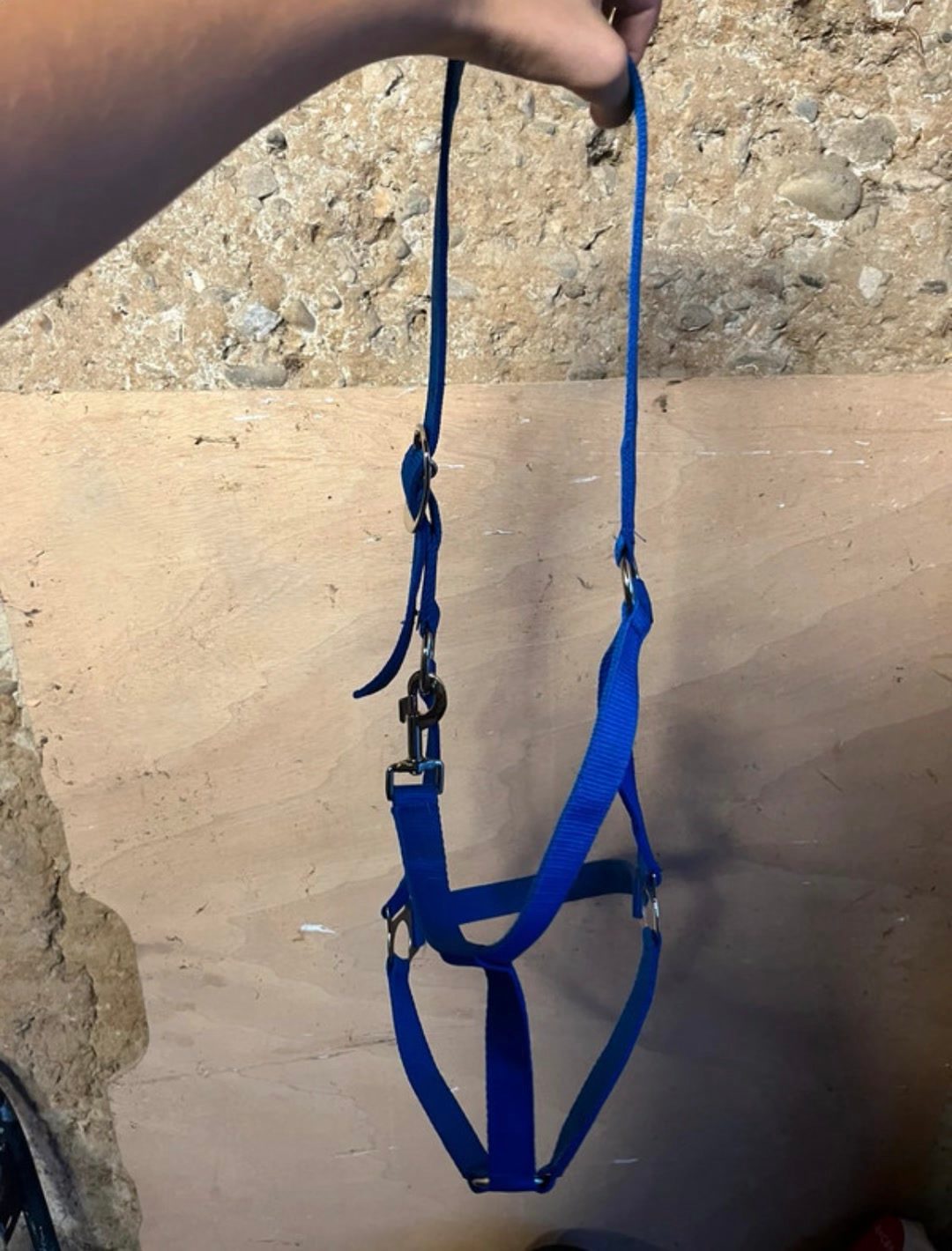 Licol + longe bleu électrique taille full, média 5