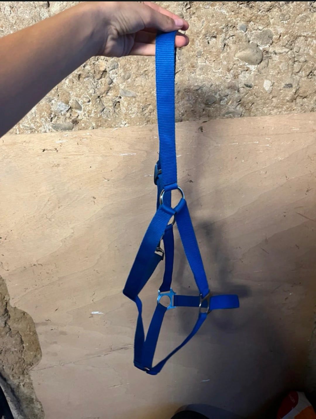 Licol + longe bleu électrique taille full, média 4