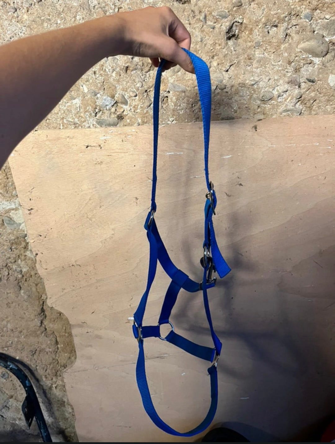 Licol + longe bleu électrique taille full, média 3